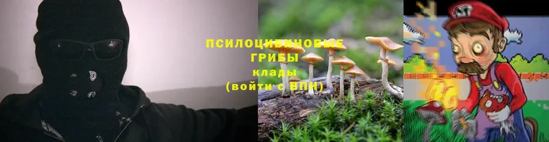 Псилоцибиновые грибы Psilocybe  Валуйки 